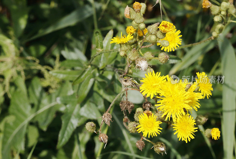 沼泽蓟(Sonchus palustris)